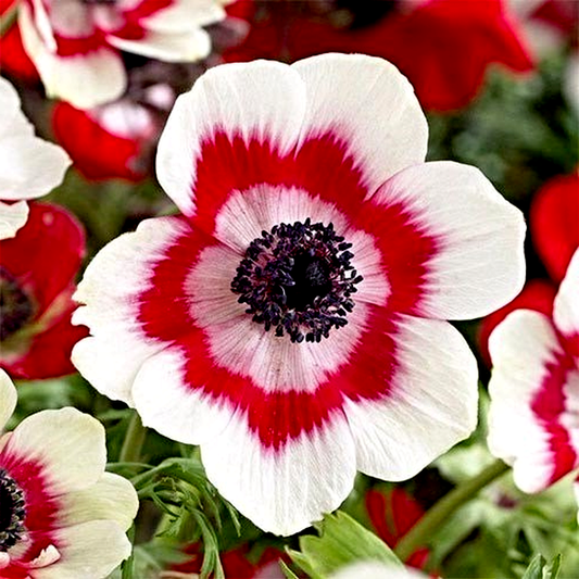 Bicolor