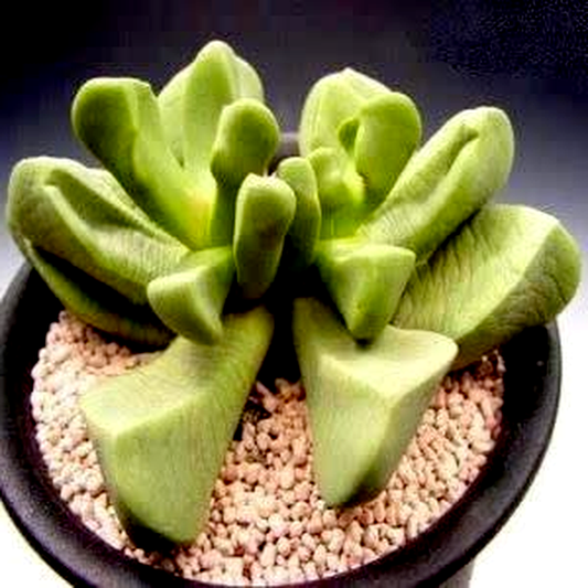Bijlia dilatata
