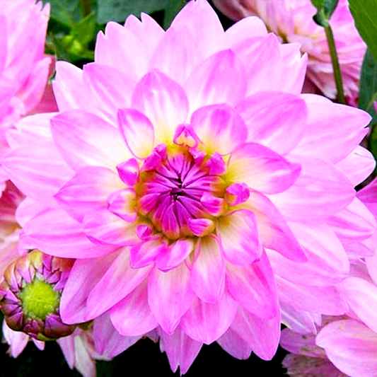 Bitsy