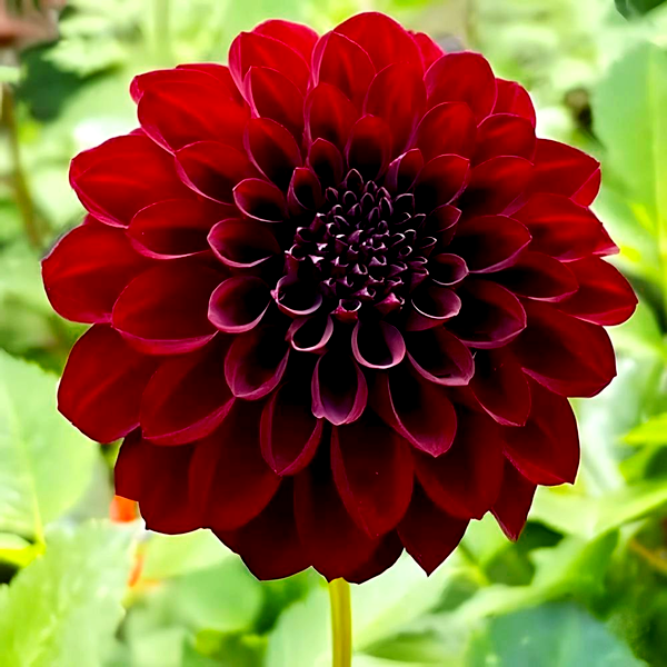 Black Diamond