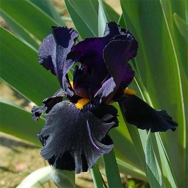 Black Night