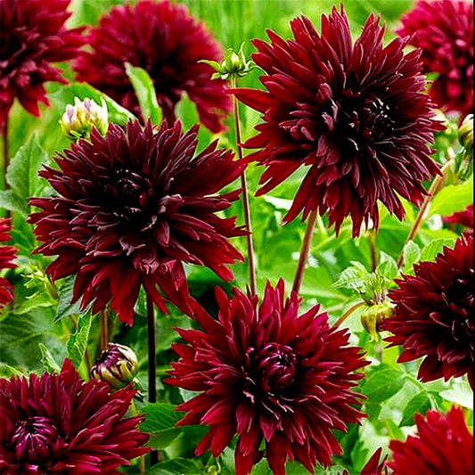 Black Touch