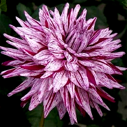 Blackberry Ripple
