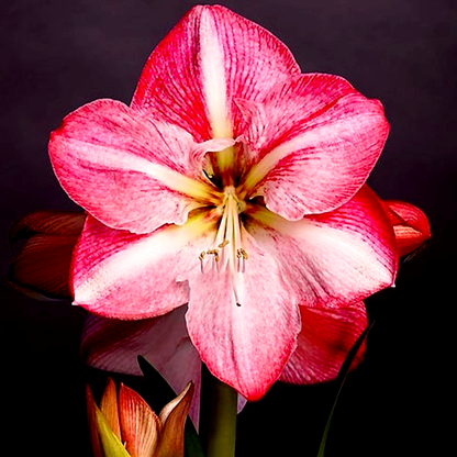 Blossom Grandise