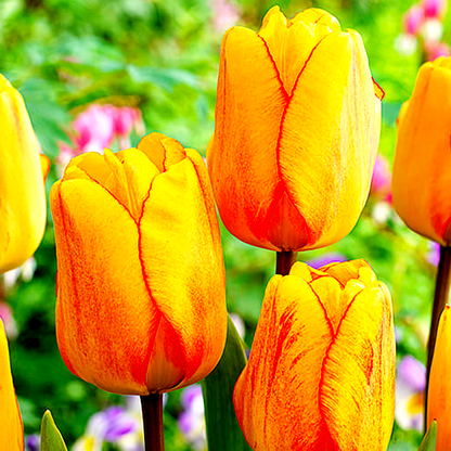 Blushing Apeldoorn