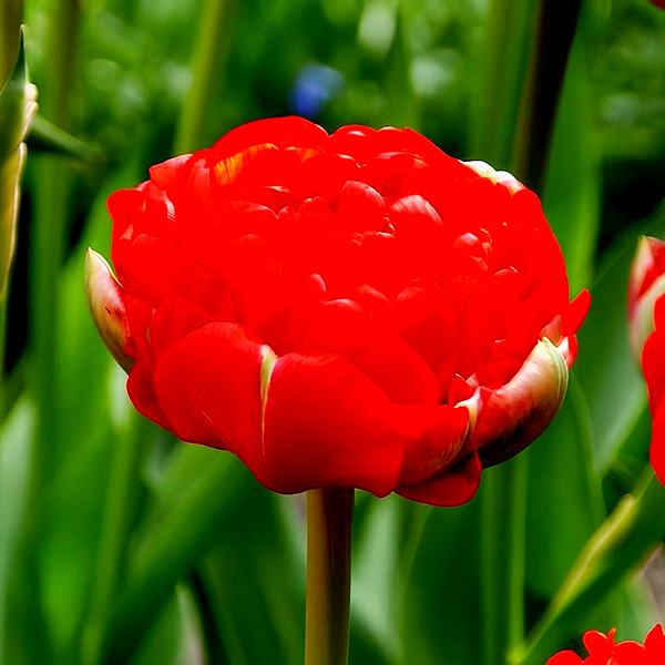 Bombastic Red