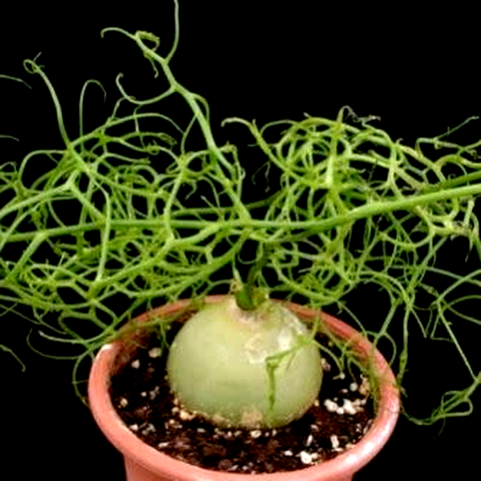 Bowiea volubilis