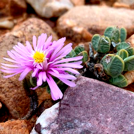 Braunsia geminata