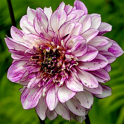 Brindisii