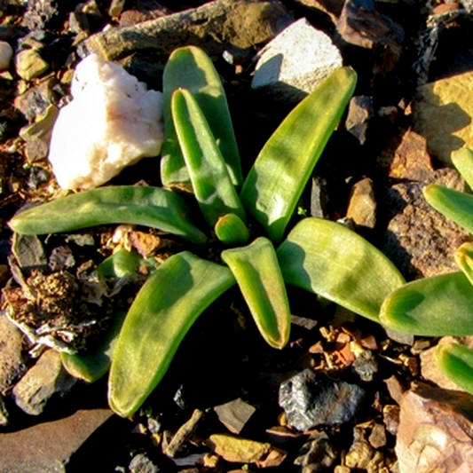 Bulbine succulenta