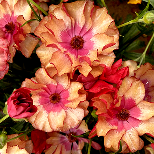 Butterfly Musa