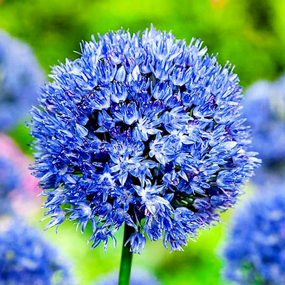 Caeruleum
