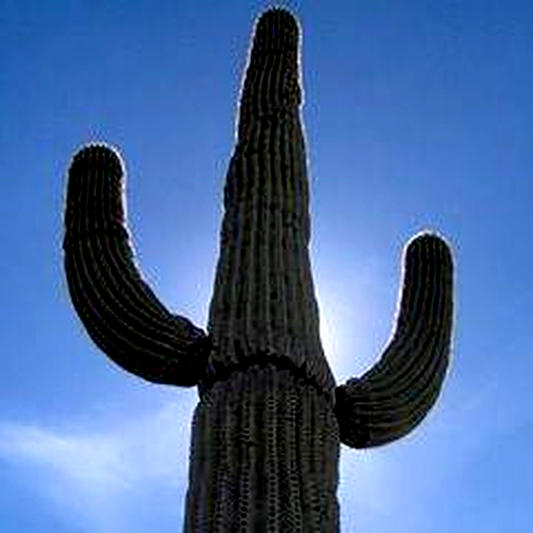 Carnegiea gigantea