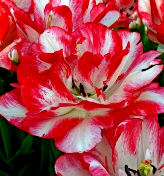 Cartouche