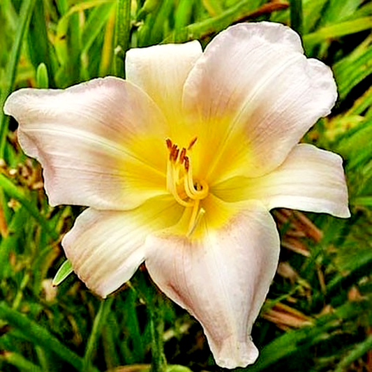 Catherine Woodbury