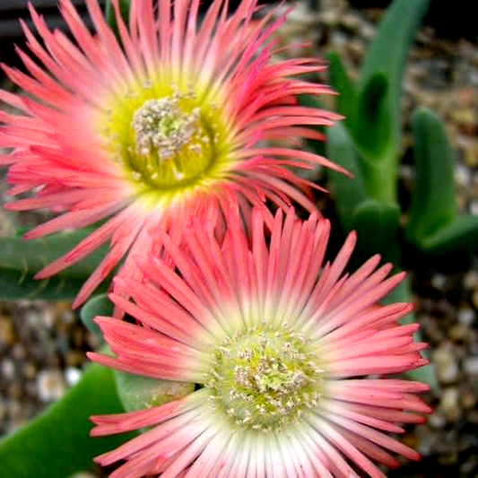 Cheiridopsis cuprea