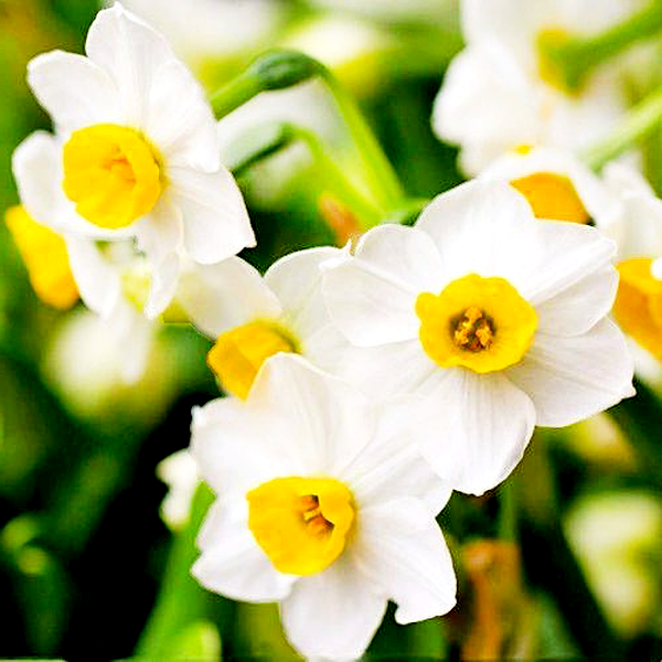Chinese Sacred Lily