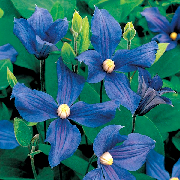 Clematis durandii