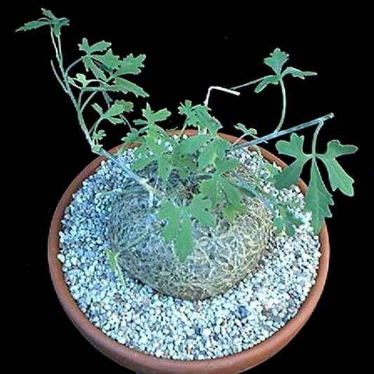 Coccinia palmata