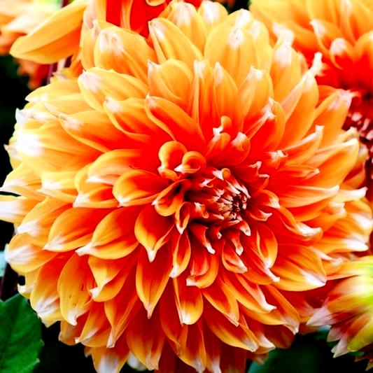 Color Spectacle