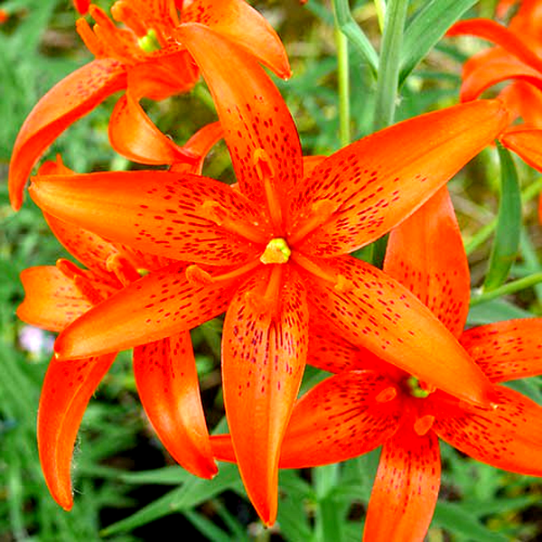 Concolor