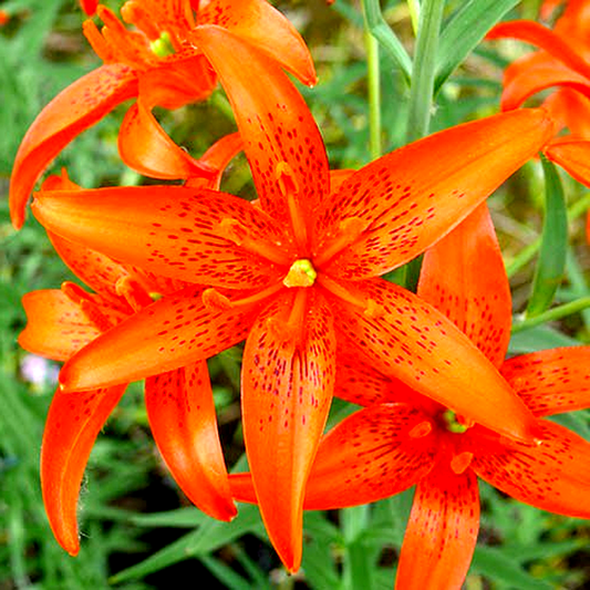 Concolor