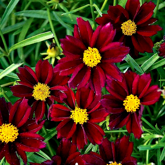 Coreopsis Big Bang™ 'Mercury Rising'