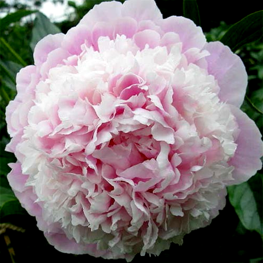 Cornelia Shaylor