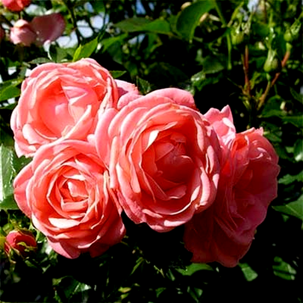 Cosmos