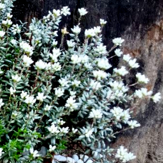 Crassula biplanata