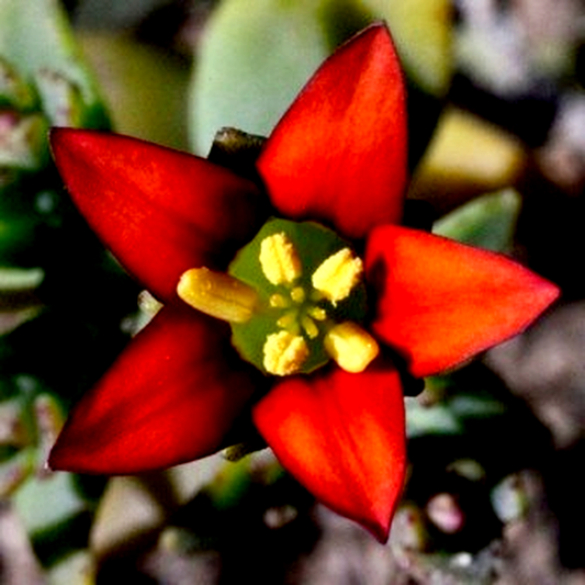 Crassula dichotoma