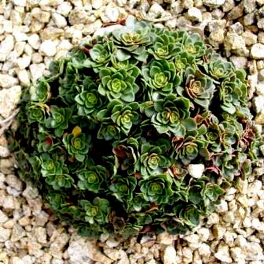 Crassula natalensis