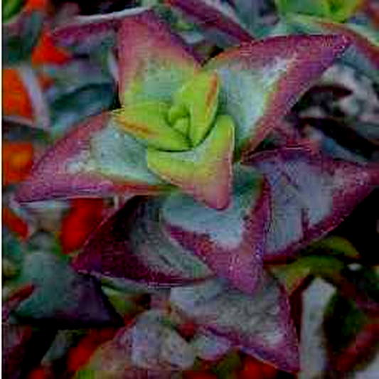 Crassula rupestris