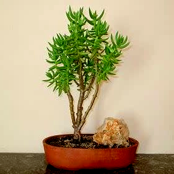 Crassula tetragona