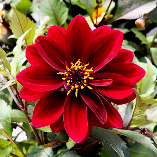Crushed Crimson