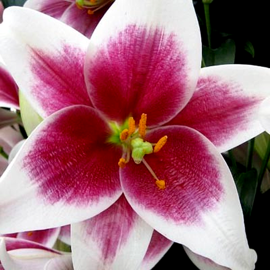 Cyrano