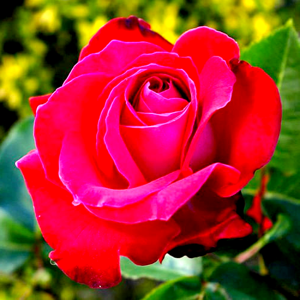 Dame de Coeur