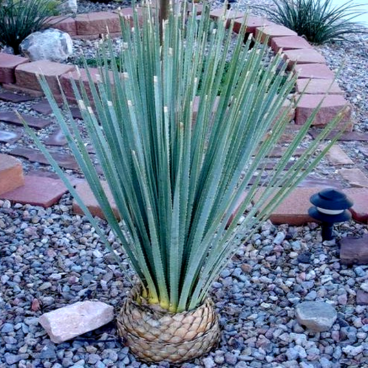 Dasylirion wheeleri