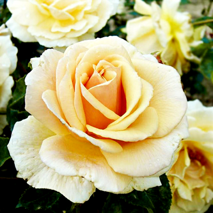 Diamond Jubilee