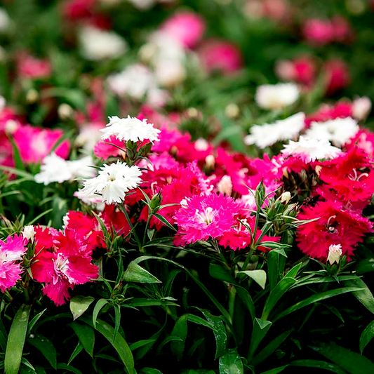 Dianthus Sugar N' Spice
