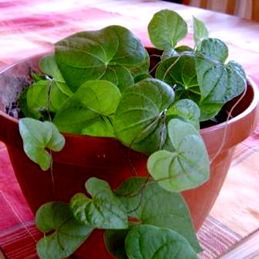 Dioscorea rupicola