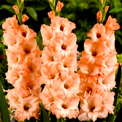 Donatella