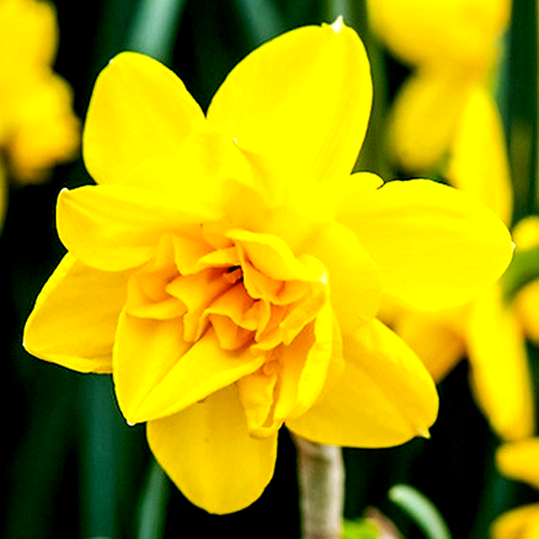 Double Smiles