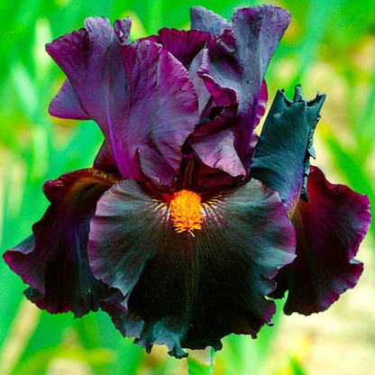 Dracula's Kiss