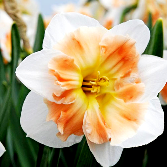 Drama Queen
