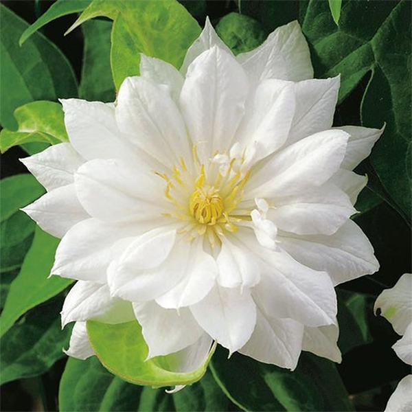Duchess of Edinburgh