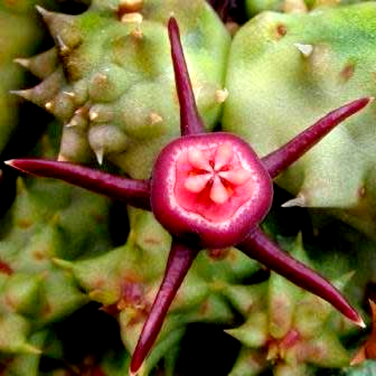 Duvalia caespitosa