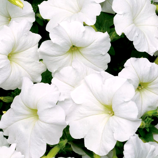 Easy Wave® White Petunia Seeds