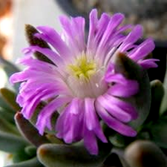Ebracteola fulleri