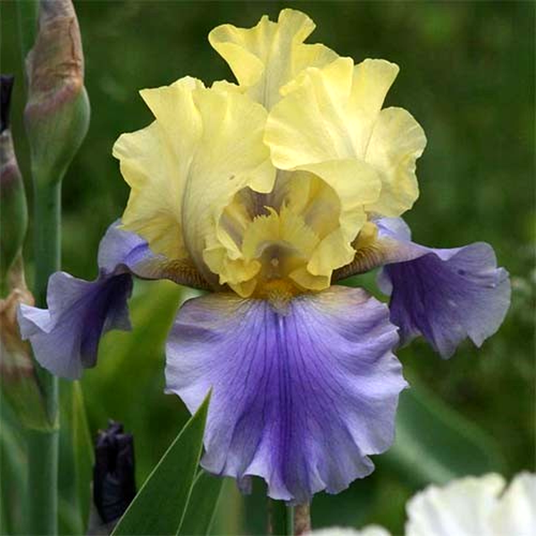 Edith Woolford